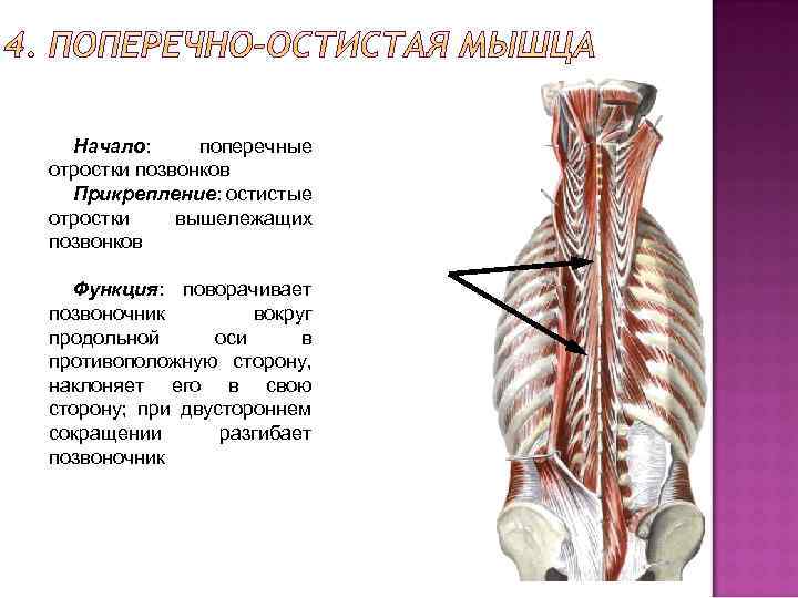 Остистая мышца