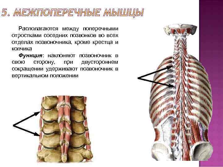 Располагаются между поперечными отростками соседних позвонков во всех отделах позвоночника, кроме крестца и копчика