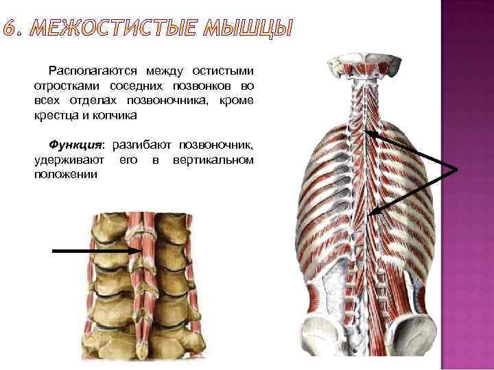 Располагаются между остистыми отростками соседних позвонков во всех отделах позвоночника, кроме крестца и копчика