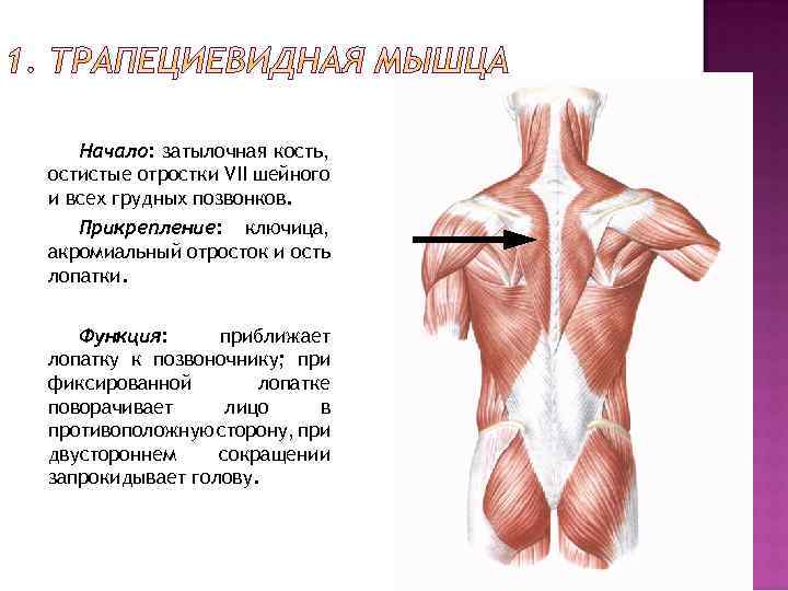 Начало: затылочная кость, остистые отростки VII шейного и всех грудных позвонков. Прикрепление: ключица, акромиальный