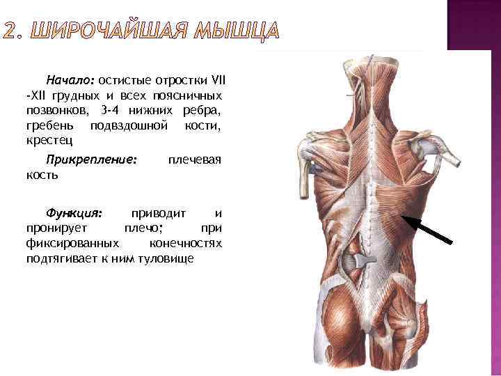 Начало: остистые отростки VII -XII грудных и всех поясничных позвонков, 3 -4 нижних ребра,