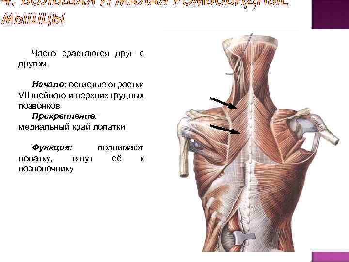 Часто срастаются друг с другом. Начало: остистые отростки VII шейного и верхних грудных позвонков