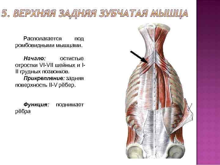 Располагается под ромбовидными мышцами. Начало: остистые отростки VI-VII шейных и III грудных позвонков. Прикрепление: