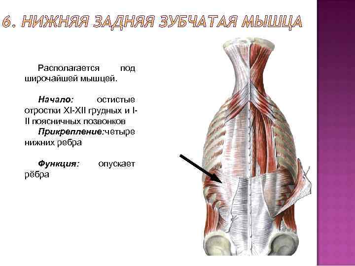 Задняя зубчатая мышца спины фото