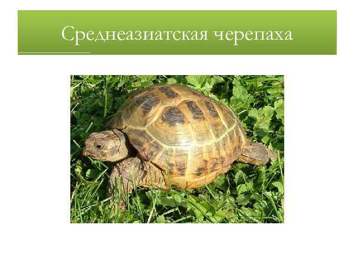 Среднеазиатская черепаха 