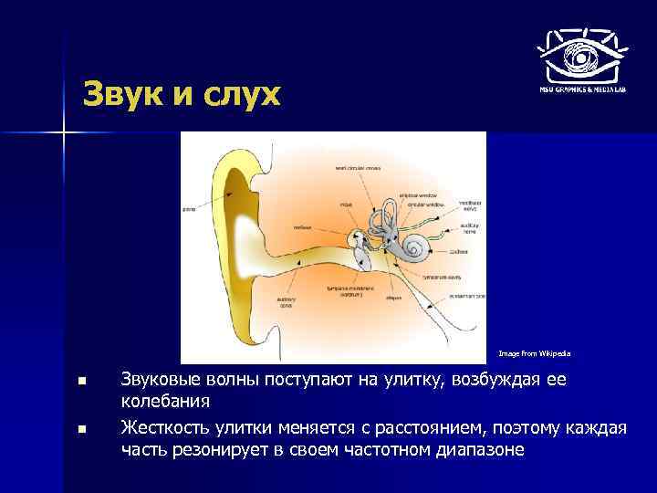 Звук и слух Image from Wikipedia n n Звуковые волны поступают на улитку, возбуждая