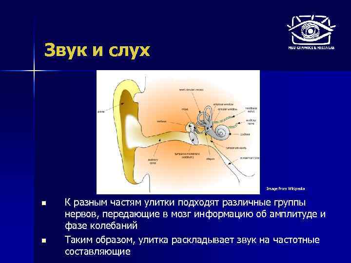 Звук и слух Image from Wikipedia n n К разным частям улитки подходят различные