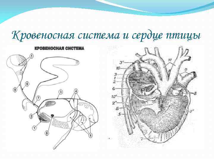 Кровеносная система птиц 7 класс схема