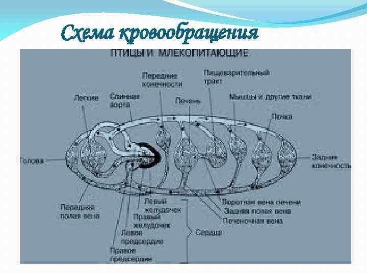 Схема кровообращения 