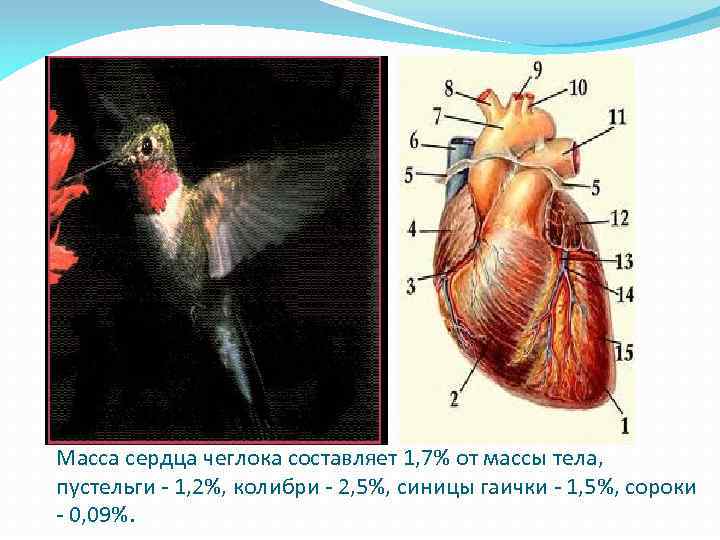 Масса сердца чеглока составляет 1, 7% от массы тела, пустельги - 1, 2%, колибри