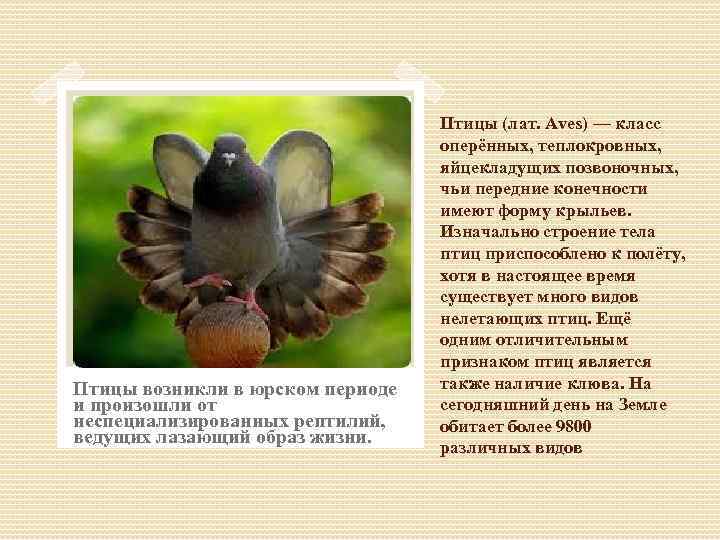 Птицы возникли в юрском периоде и произошли от неспециализированных рептилий, ведущих лазающий образ жизни.