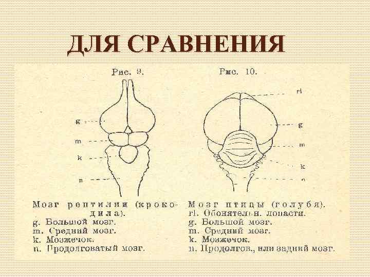 ДЛЯ СРАВНЕНИЯ 