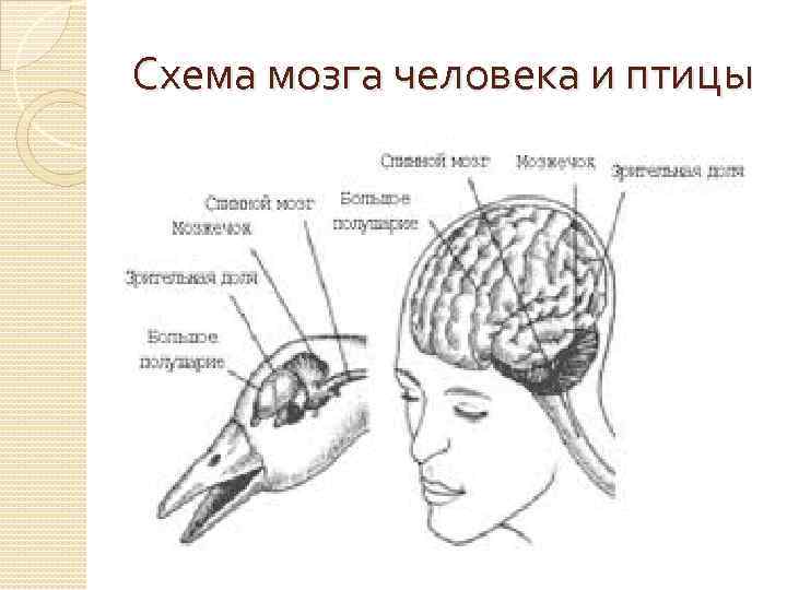 Мозг голубя. Головной мозг голубя. Головной мозг голубя сверху снизу. Размер мозга голубя. Головной мозг голубя схема.