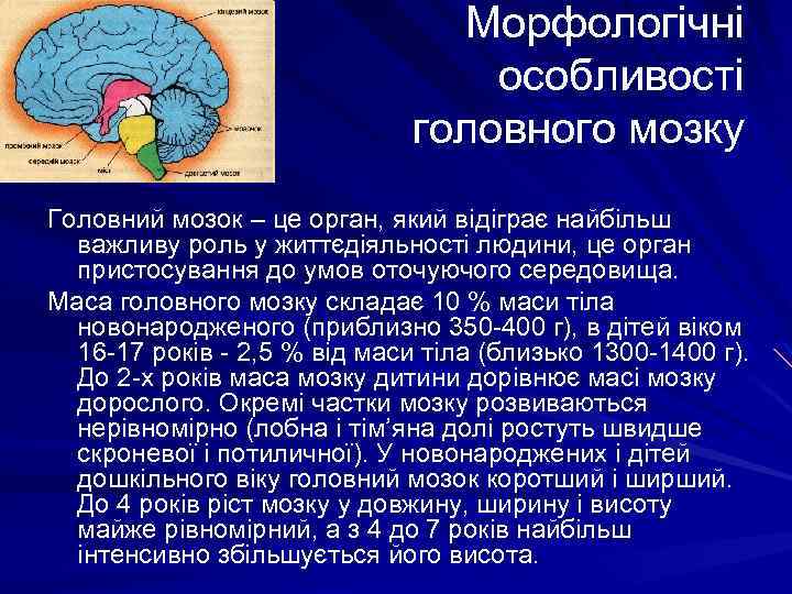 Морфологічні особливості головного мозку Головний мозок – це орган, який відіграє найбільш важливу роль