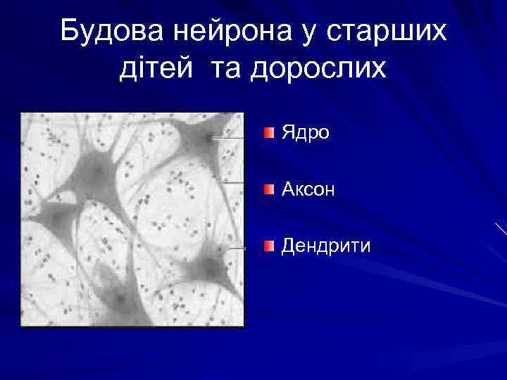 Будова нейрона у старших дітей та дорослих Ядро Аксон Дендрити 