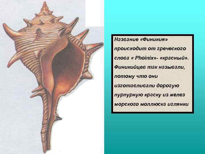 Название «Финикия» происходит от греческого слова « Phoinix» - «красный» . Финикийцев так называли,