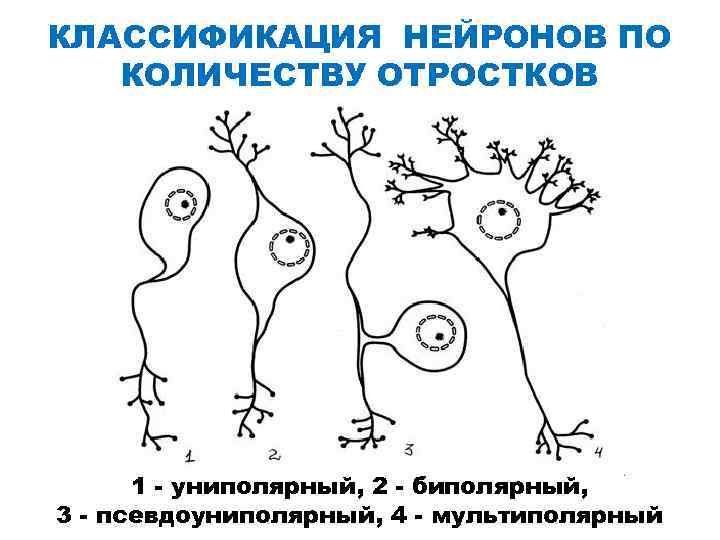 КЛАССИФИКАЦИЯ НЕЙРОНОВ ПО КОЛИЧЕСТВУ ОТРОСТКОВ 1 - униполярный, 2 - биполярный, 3 - псевдоуниполярный,