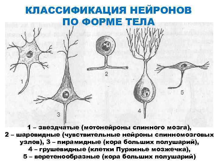 Схема классификация нейронов