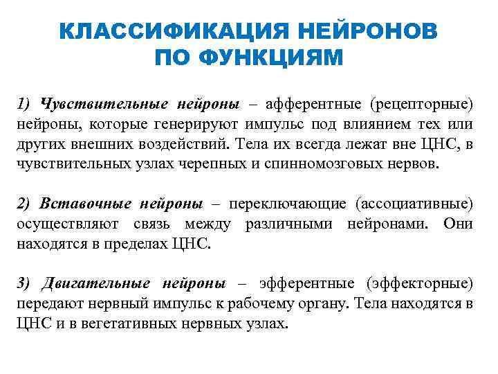 КЛАССИФИКАЦИЯ НЕЙРОНОВ ПО ФУНКЦИЯМ 1) Чувствительные нейроны – афферентные (рецепторные) нейроны, которые генерируют импульс