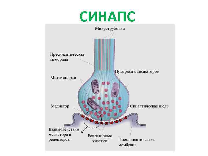 Синапс строение и функции