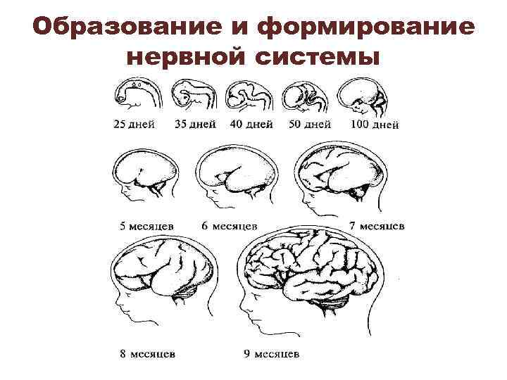 Образование и формирование нервной системы 