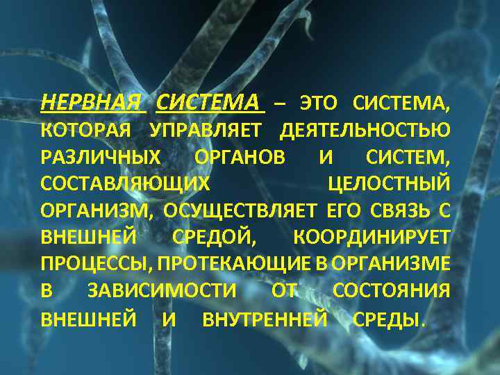 НЕРВНАЯ СИСТЕМА – ЭТО СИСТЕМА, КОТОРАЯ УПРАВЛЯЕТ ДЕЯТЕЛЬНОСТЬЮ РАЗЛИЧНЫХ ОРГАНОВ И СИСТЕМ, СОСТАВЛЯЮЩИХ ЦЕЛОСТНЫЙ