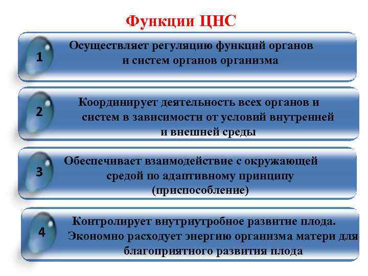 Функции ЦНС 1 2 3 4 Осуществляет регуляцию функций органов и систем органов организма