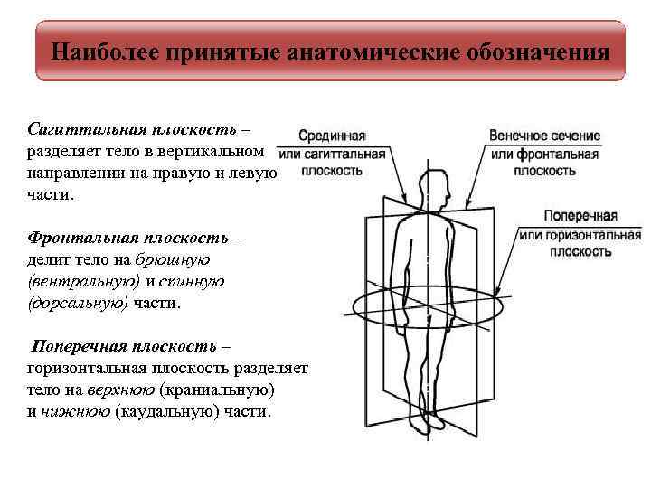 Оси и плоскости. Сагиттальная плоскость это в анатомии. Срединная сагиттальная плоскость. Фронтальная сагиттальная и горизонтальная плоскость. Наиболее принятые анатомические обозначения.