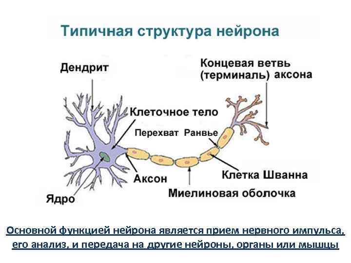 Основной функцией нейрона является прием нервного импульса, его анализ, и передача на другие нейроны,