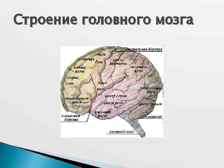 Строение головного мозга 