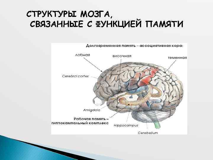 СТРУКТУРЫ МОЗГА, СВЯЗАННЫЕ С ФУНКЦИЕЙ ПАМЯТИ 