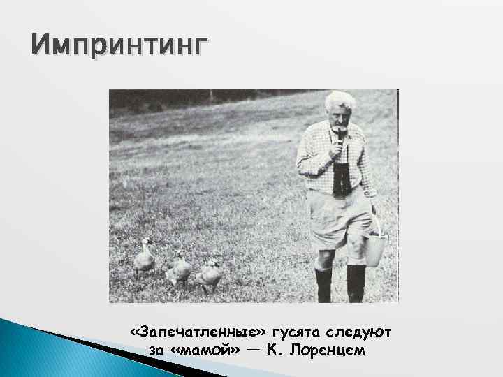 Импринтинг в психологии. Половой импринтинг. Гусята импринтинг. Импринтинг опыт Лоренца. Импринтинг у птиц.