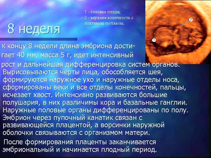 8 неделя К концу 1 - головка плода; 2 - верхняя конечность с локтевым