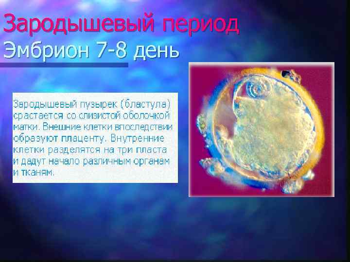 Зародышевый период Эмбрион 7 -8 день 