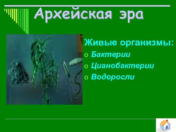 Живые организмы: o Бактерии o Цианобактерии o Водоросли 