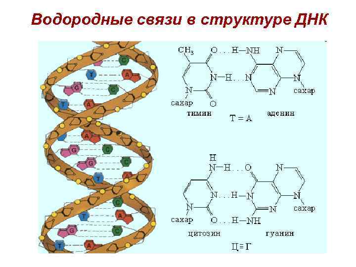 Водородные связи в структуре ДНК 