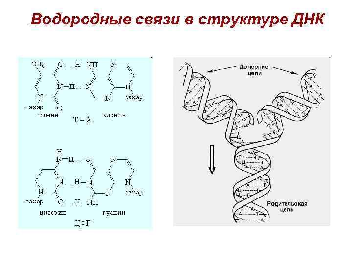 Связь между молекулами днк