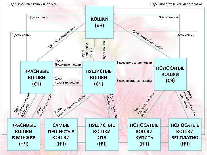 Здесь красивые кошки в Москве Здесь полосатые кошки бесплатно Здесь кошки ки ош к