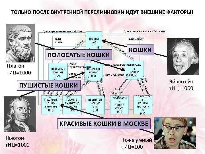 ТОЛЬКО ПОСЛЕ ВНУТРЕННЕЙ ПЕРЕЛИНКОВКИ ИДУТ ВНЕШНИЕ ФАКТОРЫ! Здесь красивые кошки в Москве и ас