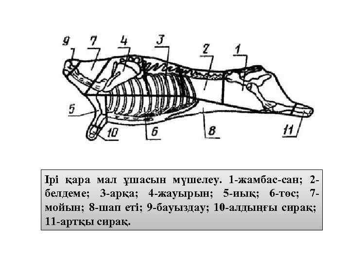 Ірі қара мал ұшасын мүшелеу. 1 -жамбас-сан; 2 белдеме; 3 -арқа; 4 -жауырын; 5