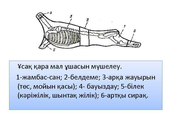  Ұсақ қара мал ұшасын мүшелеу. 1 -жамбас-сан; 2 -белдеме; 3 -арқа жауырын (төс,