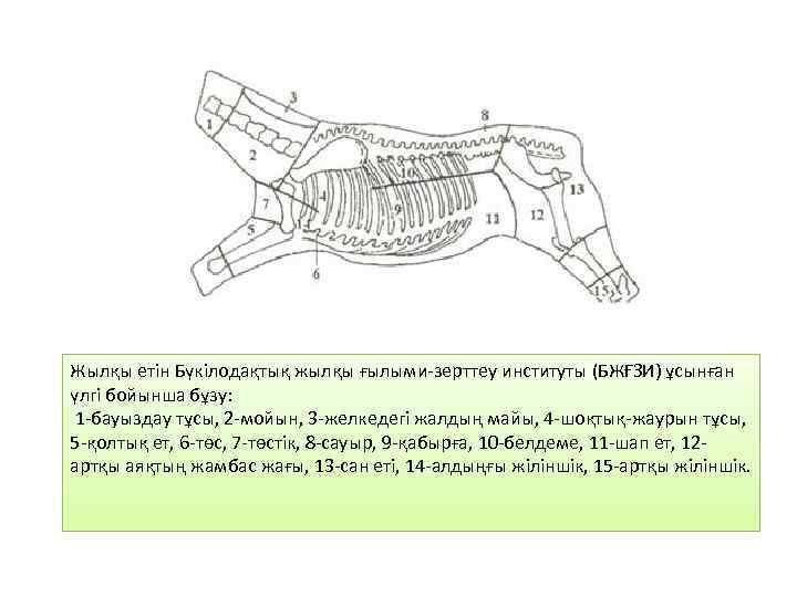 Жылқы етін Бүкілодақтық жылқы ғылыми-зерттеу институты (БЖҒЗИ) ұсынған үлгі бойынша бұзу: 1 -бауыздау тұсы,