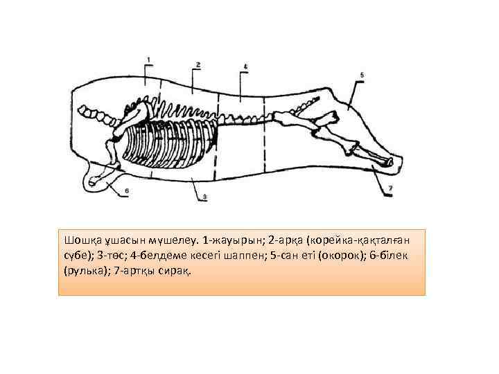 Шошқа ұшасын мүшелеу. 1 -жауырын; 2 -арқа (корейка-қақталған сүбе); 3 -төс; 4 -белдеме кесегі