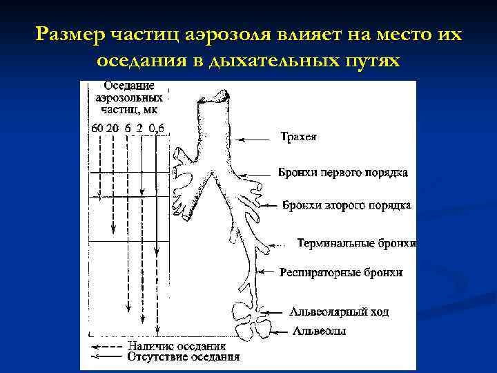 Размер частиц аэрозоля влияет на место их оседания в дыхательных путях 