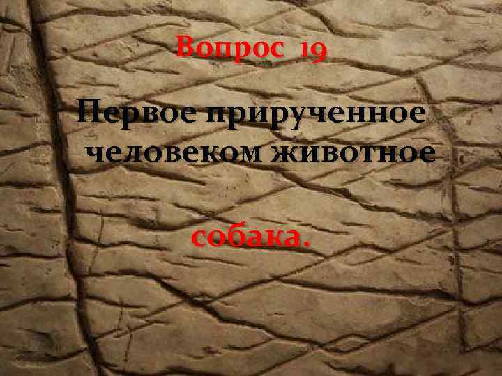 Вопрос 19 Первое прирученное человеком животное собака. 