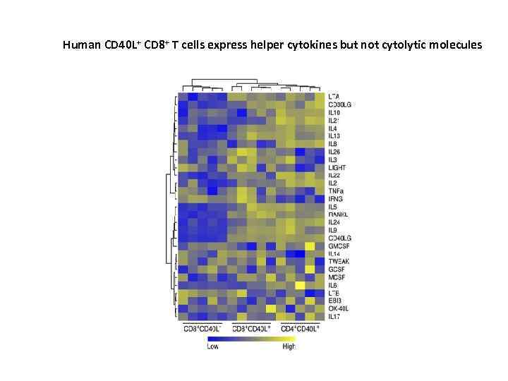 Human CD 40 L+ CD 8+ T cells express helper cytokines but not cytolytic