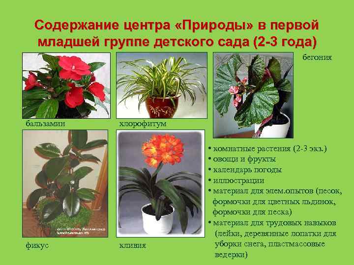 Содержание центра «Природы» в первой младшей группе детского сада (2 -3 года) бегония бальзамин