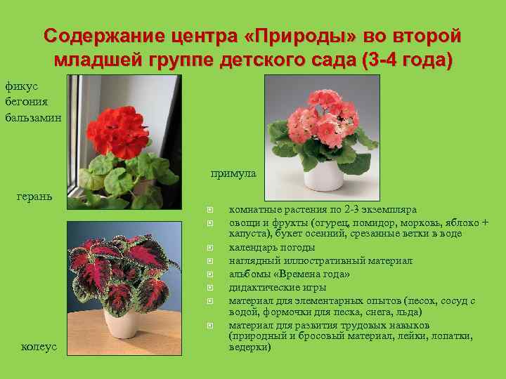 Содержание центра «Природы» во второй младшей группе детского сада (3 -4 года) фикус бегония