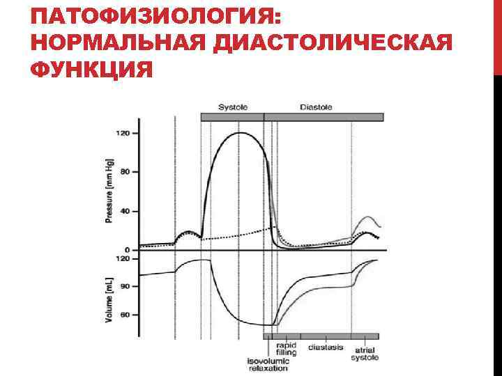 ПАТОФИЗИОЛОГИЯ: НОРМАЛЬНАЯ ДИАСТОЛИЧЕСКАЯ ФУНКЦИЯ 