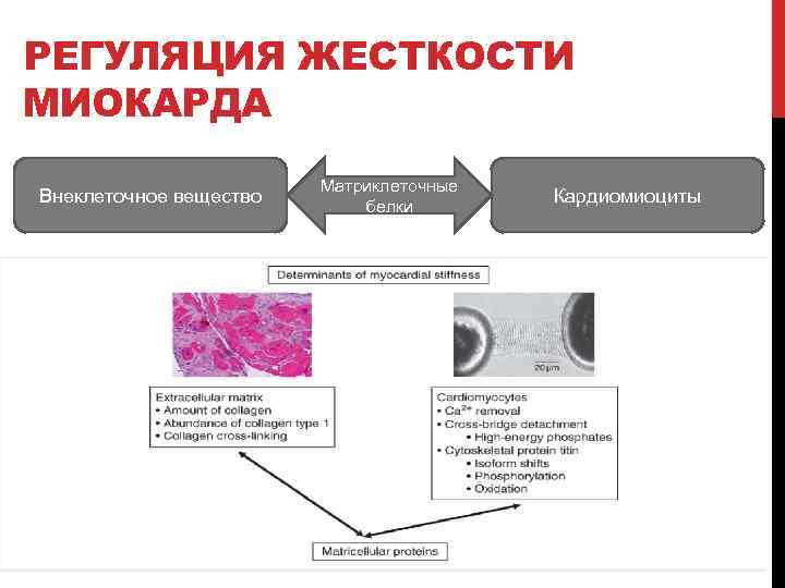 РЕГУЛЯЦИЯ ЖЕСТКОСТИ МИОКАРДА Внеклеточное вещество Матриклеточные белки Кардиомиоциты 